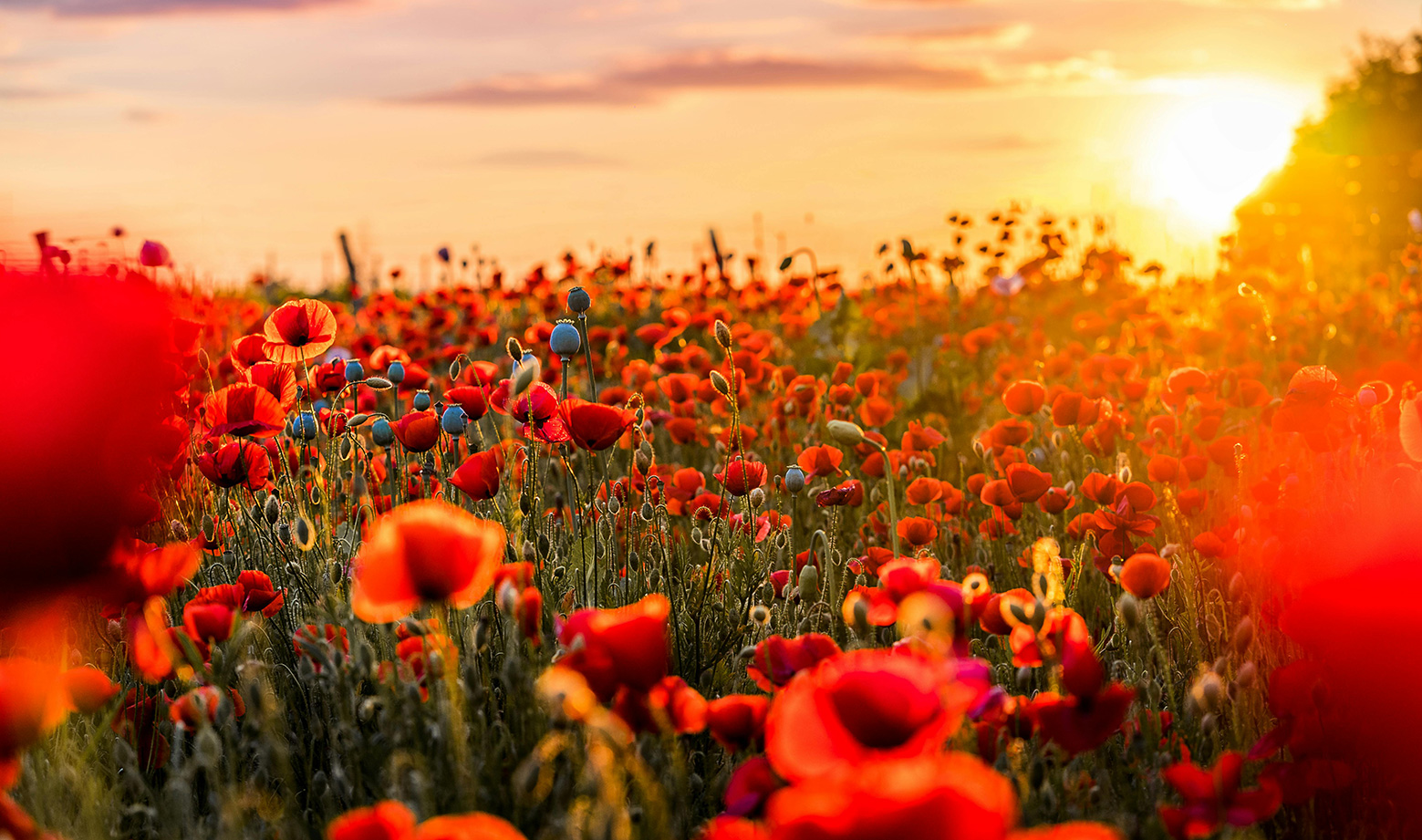 As the summer's energy transitions, we also see life springing back into our surroundings as nature starts to bloom