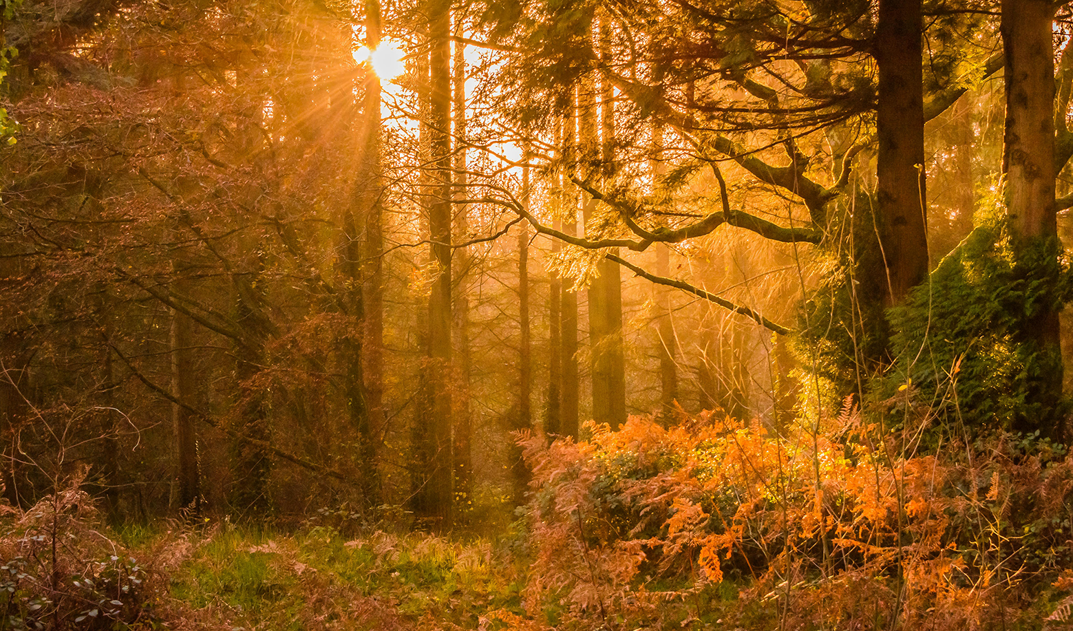 Autumn reminds us to let go of what we no longer need, savour what truly nourishes, and embrace the clarity and calm this season offers