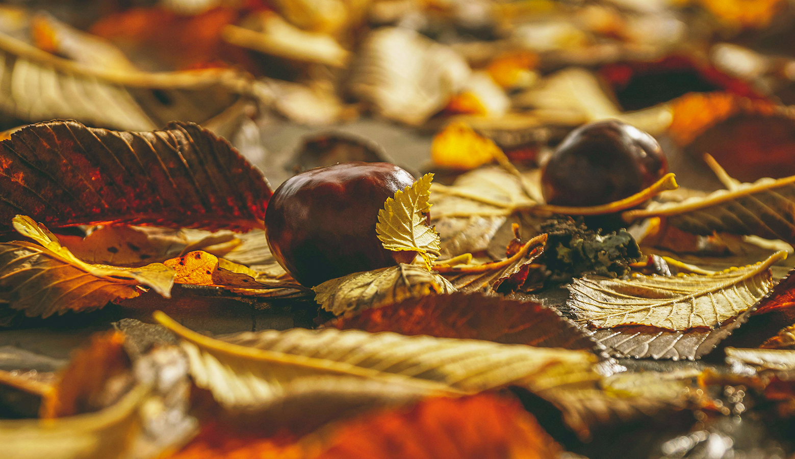 Food is a great way to harmonise with Autumn's energy