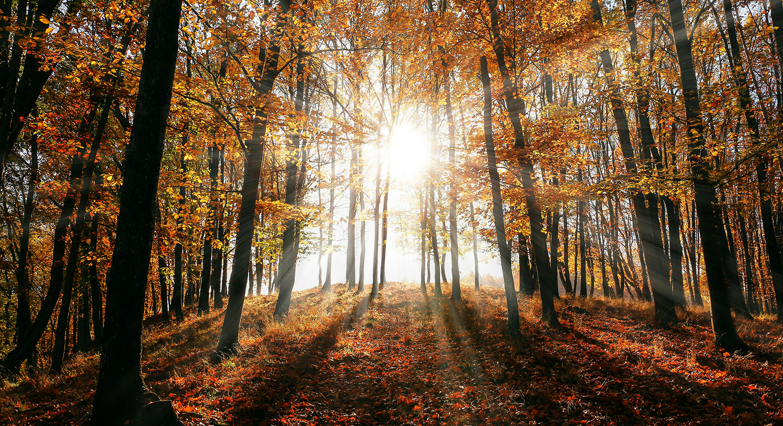 If you read Part One of The Energy of Autumn, you’ll have seen that Autumn is governed by the Metal element