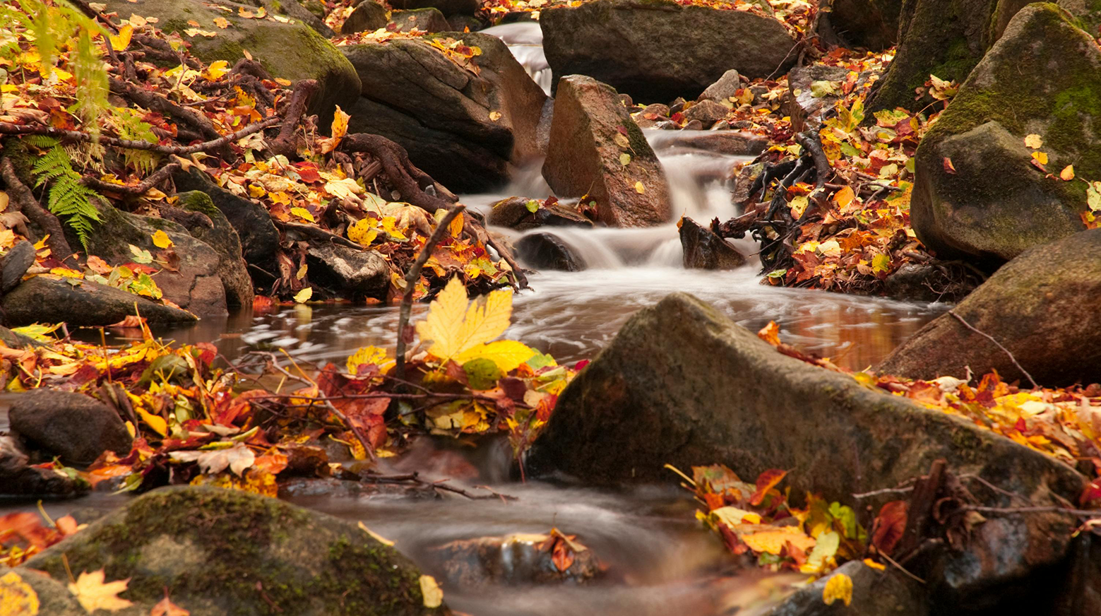 If you read Part One of The Energy of Autumn, you’ll have seen that Autumn is governed by the Metal element