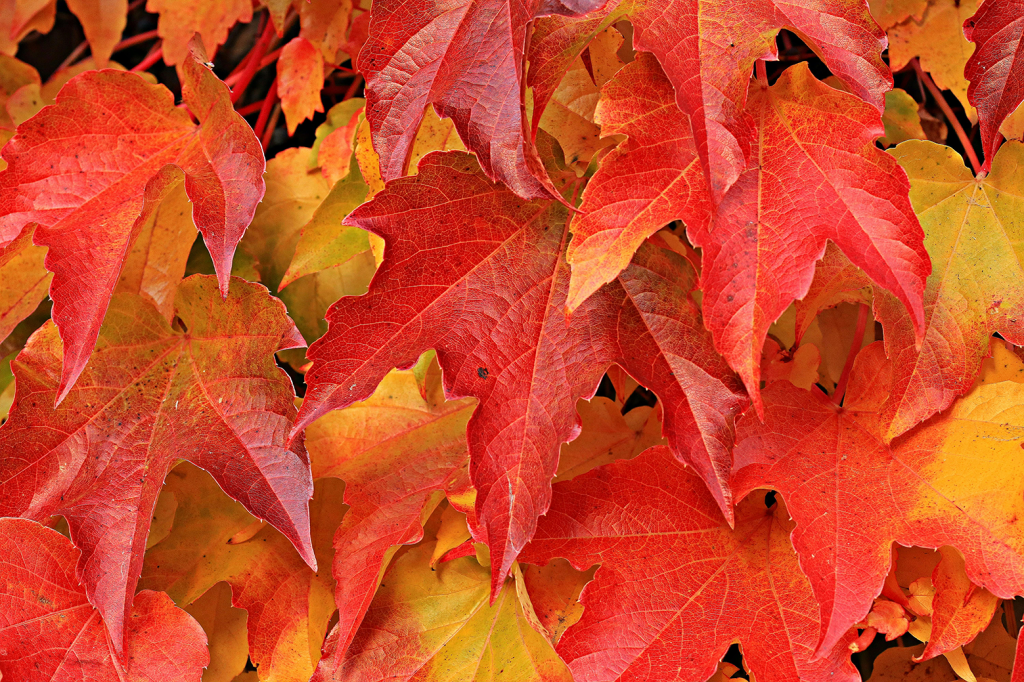 In Traditional Chinese Medicine, the energy of autumn is governed by the Metal element