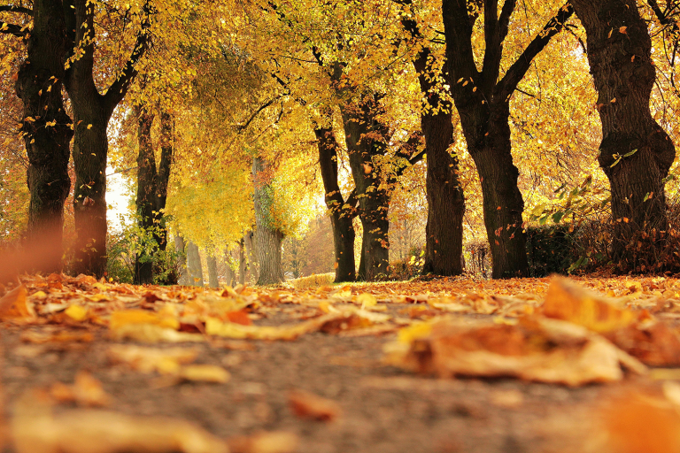 Food is a great way to harmonise with Autumn's energy