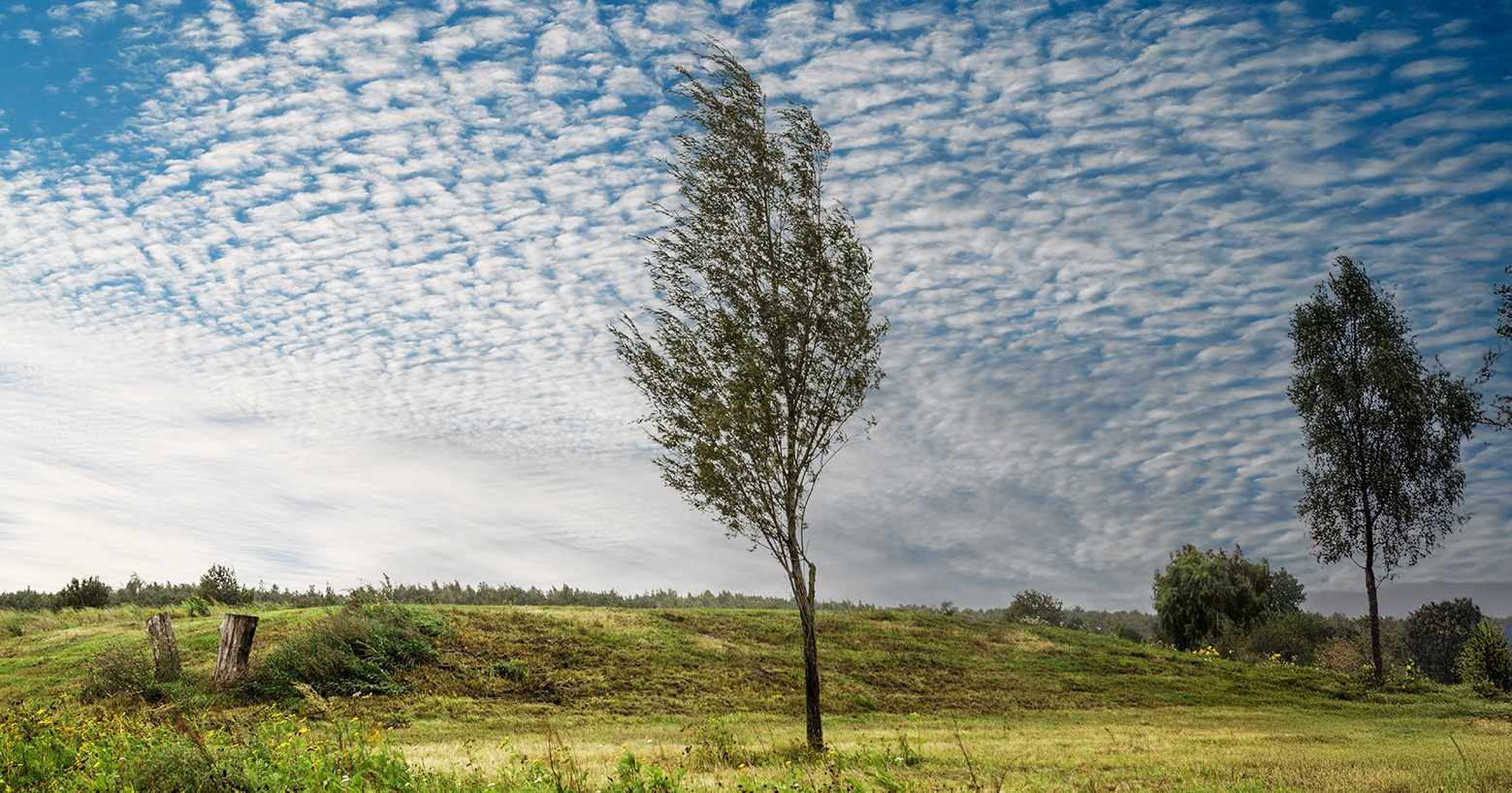 Wind is an element of Traditional Chinese Herbal Remedies
